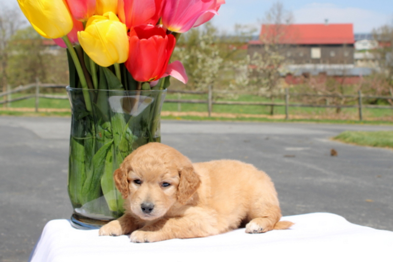 puppy, for, sale, Mini Goldendoodle F2, Matthew B. Stoltzfus, dog, breeder, Gap, PA, dog-breeder, puppy-for-sale, forsale, nearby, find, puppyfind, locator, puppylocator, aca